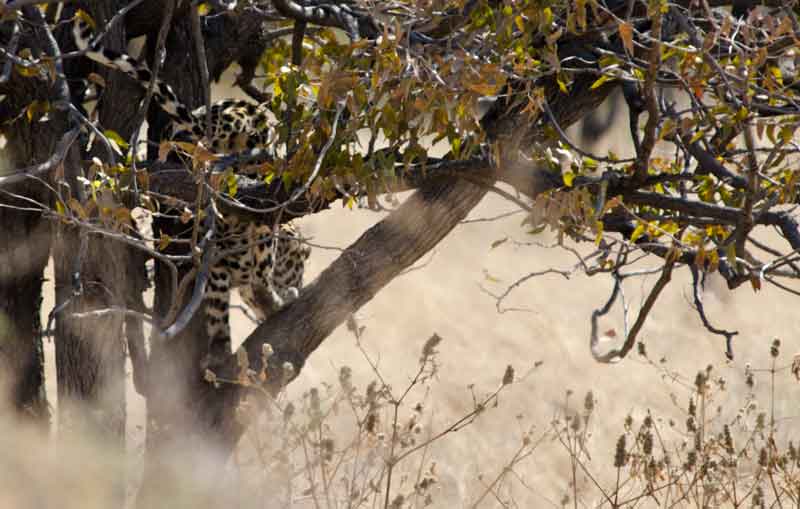 32 - Namibia - leopardo - parque nacional de Etosha